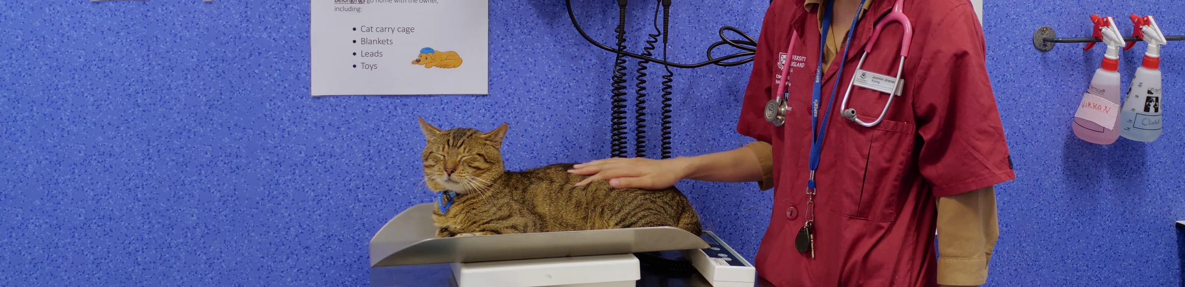 cat sitting on scales